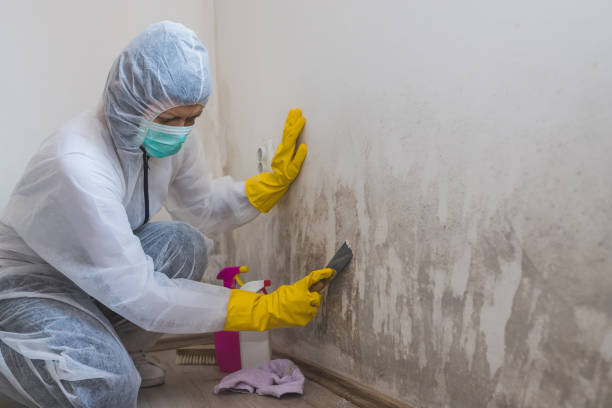 Best Toxic Mold Removal  in Canton, IL