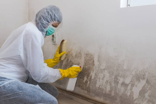 Best Home Mold Removal  in Canton, IL