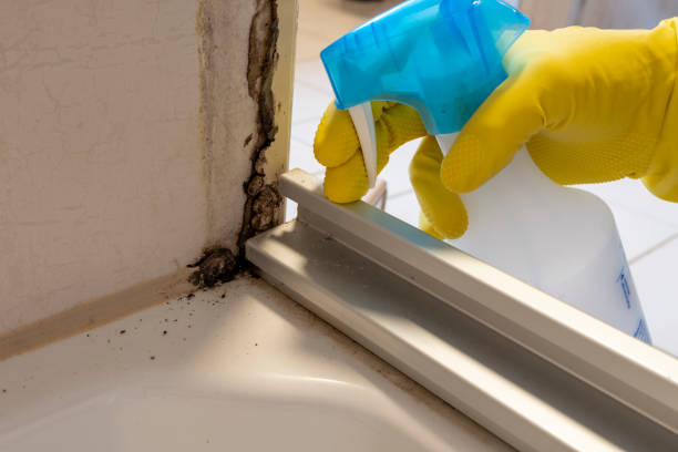 Professional Mold Removal in Canton, IL