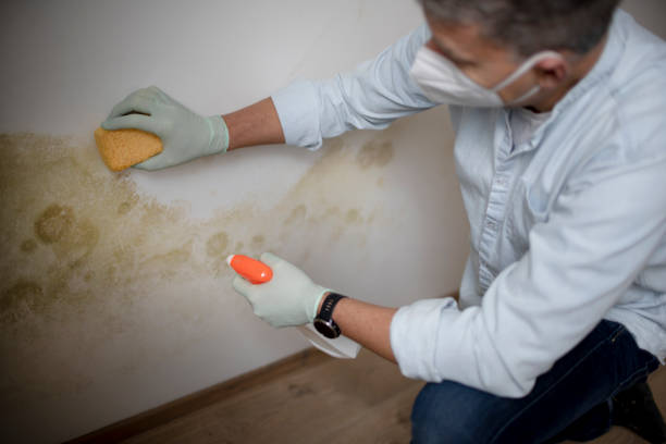 Best Professional Mold Removal  in Canton, IL
