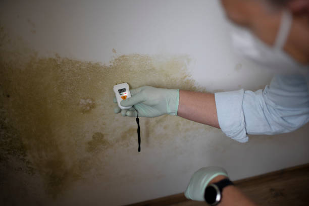 Best Affordable Mold Removal  in Canton, IL