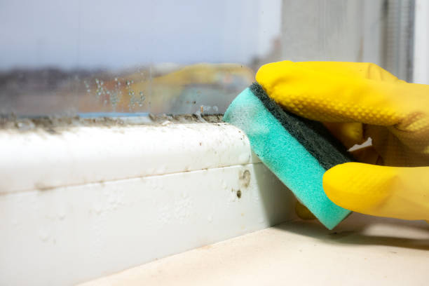 Best Fast Mold Removal  in Canton, IL