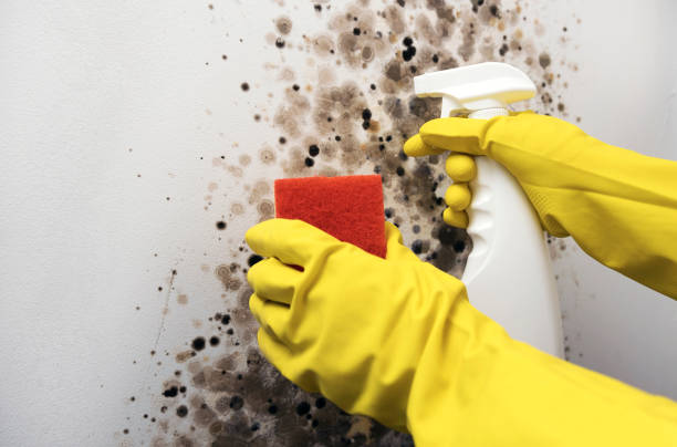 Best Attic Mold Removal  in Canton, IL