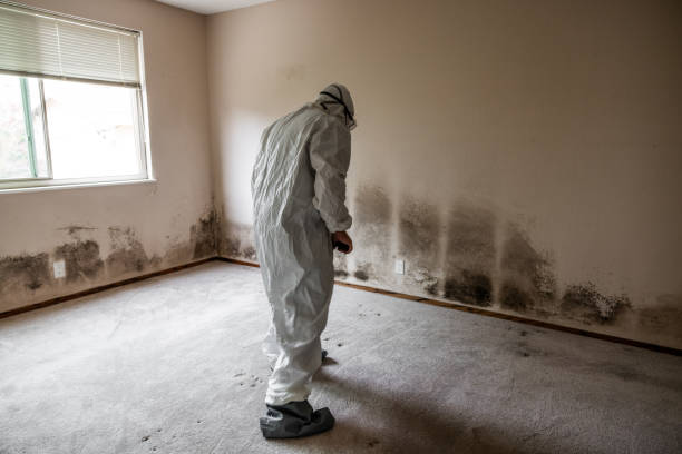 Best Mold Remediation  in Canton, IL